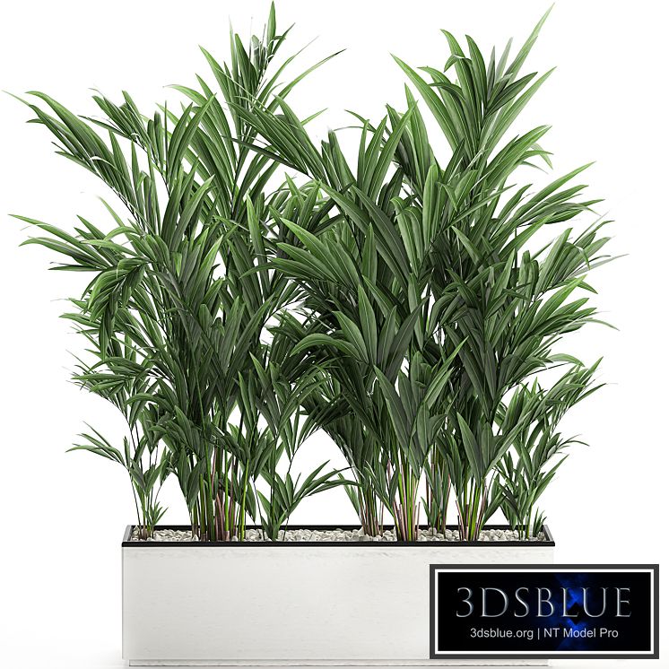 Beautiful lush thickets of palm bushes in a white pot with Howea forsteriana palm, kentia, neanta. Set 572.