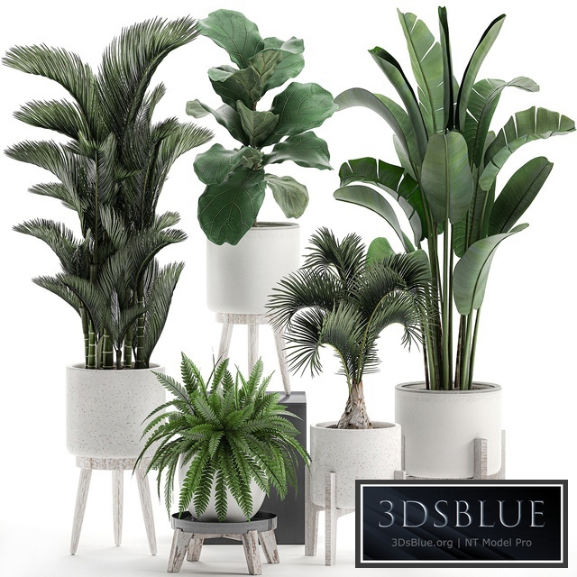 Plant Collection 573. Set of plants, Dipsis, palm tree, banana, fern, ficus lirata, white pots, flowerpot, Scandinavian style, interior, strelitzia, ravenala