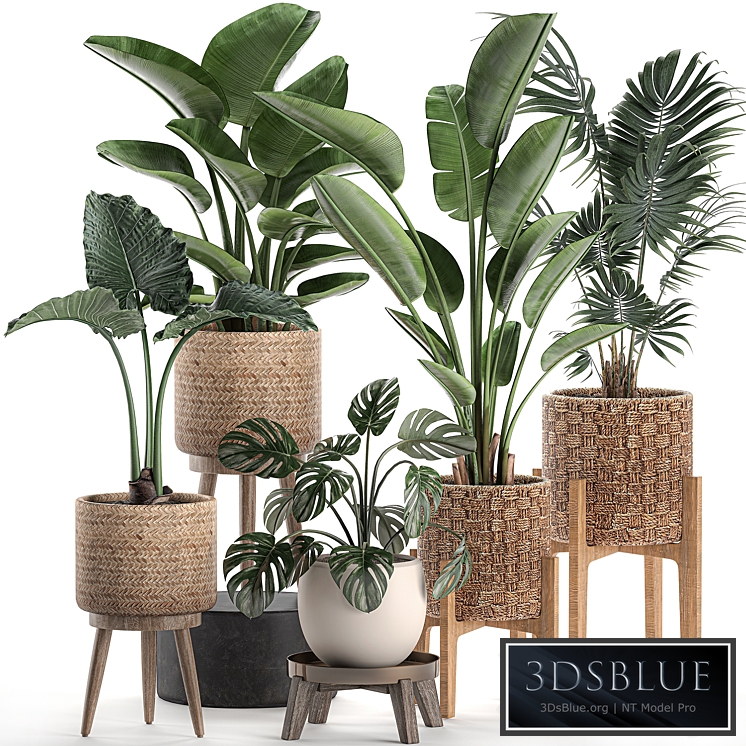 Plant Collection 574. Indoor Plants, Banana, Strelitzia, Basket, Rattan, Palm, Hovea, Monstera, Alocasia, Scandinavian Style, Nature Decor, Howea forsteriana
