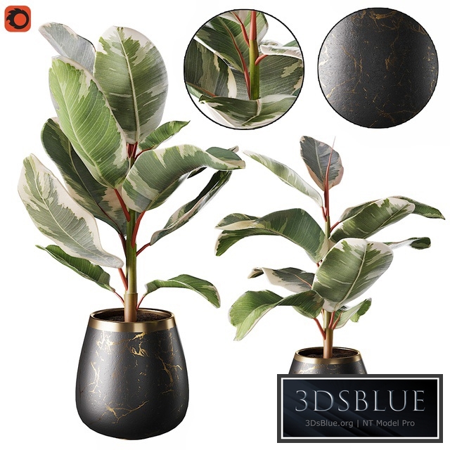 Set of plants ficus rubbery