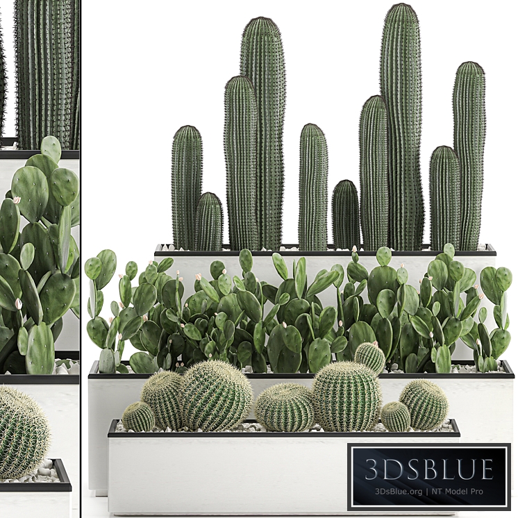 Plant Collection Cacti in white flowerpots 578. garden, pot, houseplants, prickly pear, Barrel cactus, echinocactus, desert plants, garden, tropical, prickly pear