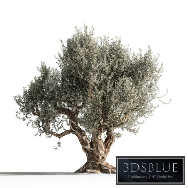 Olive tree 1