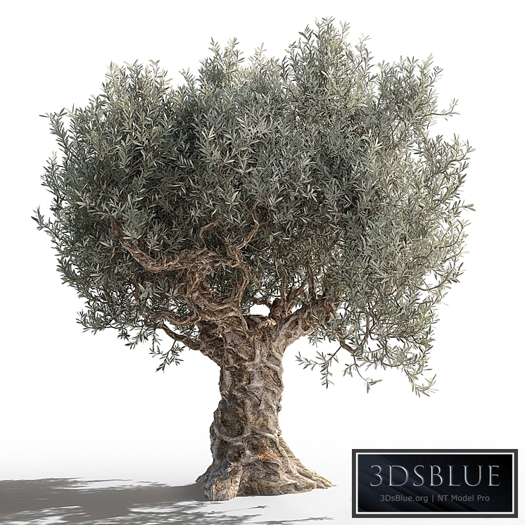 Olive tree 2