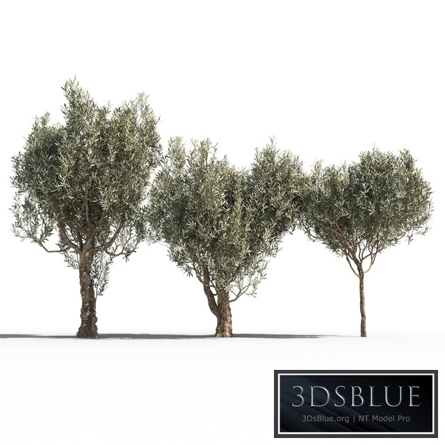 Olive Trees 3 (Olive Trees 3)