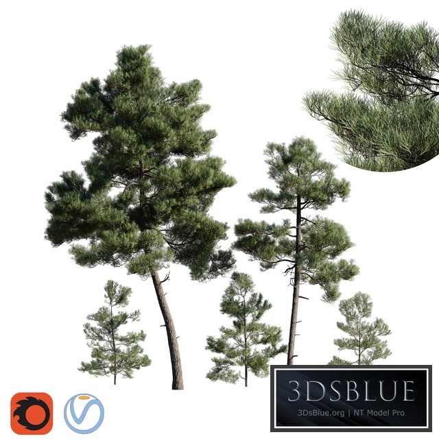 Turkish Pine (Calabrian) Pinus brutia Set