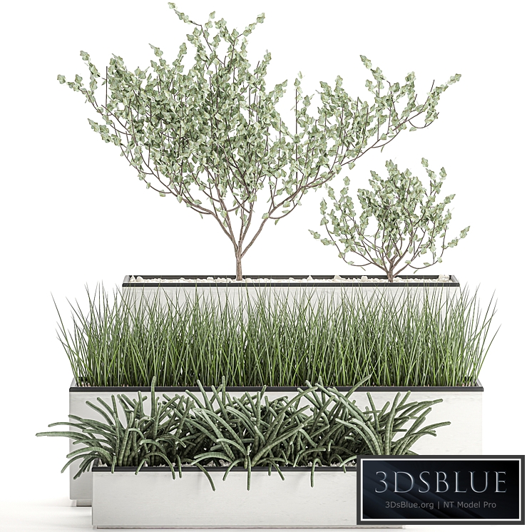 Plant Collection 585. Landscape design, tree, grass, sansevieria, white flowerpot