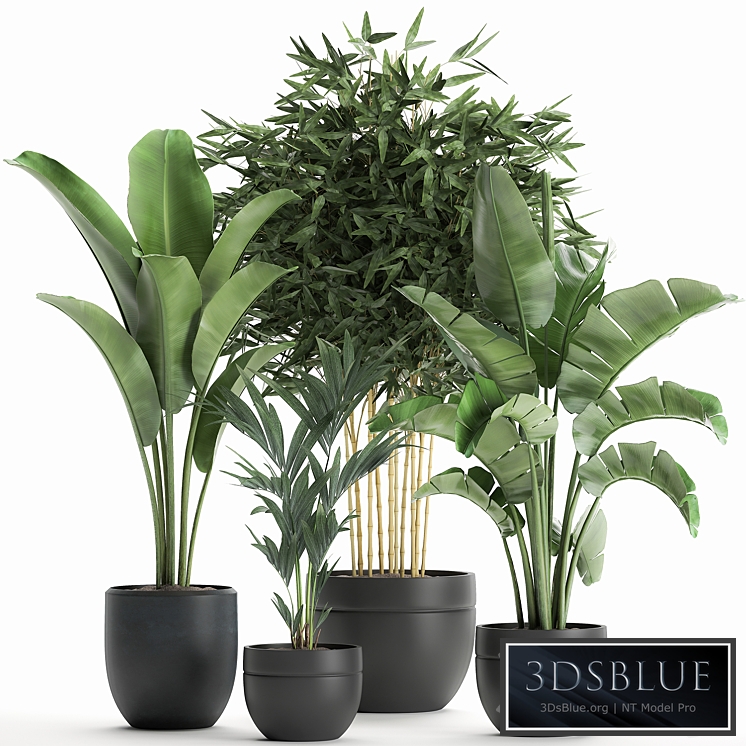 Plant Collection 586. Indoor plants, Banana, palm tree, bamboo bush, flowerpot, strelitzia, ravenala, interior, exotic