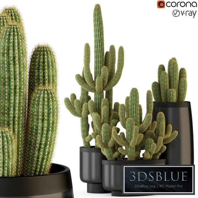 Plants collection 317