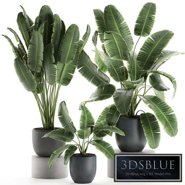Plant Collection indoor banana 587. strelitzia, ravenala, flower, pot, flowerpot, office plants, thickets