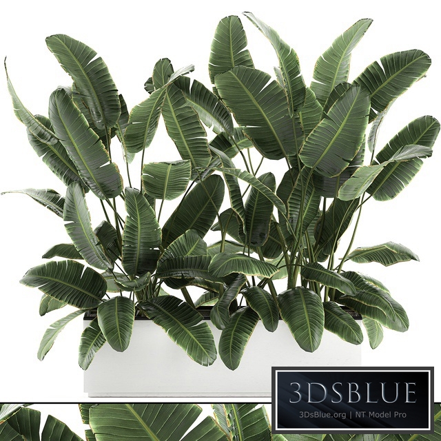 Plant Collection 590. Thickets, bushes, Banana, Strelitzia, Ravenala, white flowerpot, pot, Strelitzia