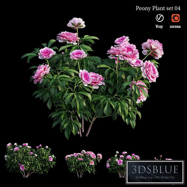 Peony plant set 04