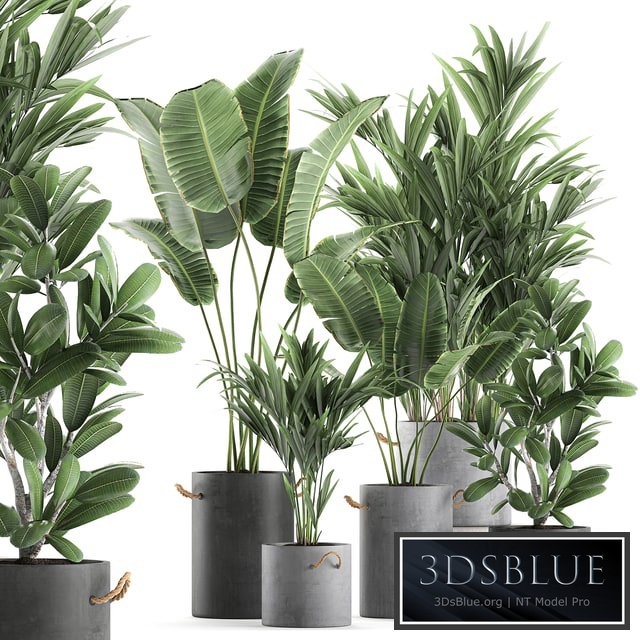 Plant Collection 595. Concrete flowerpot, banana, howea, palm, plumeria, strelitzia, industrial style, Howea forsteriana