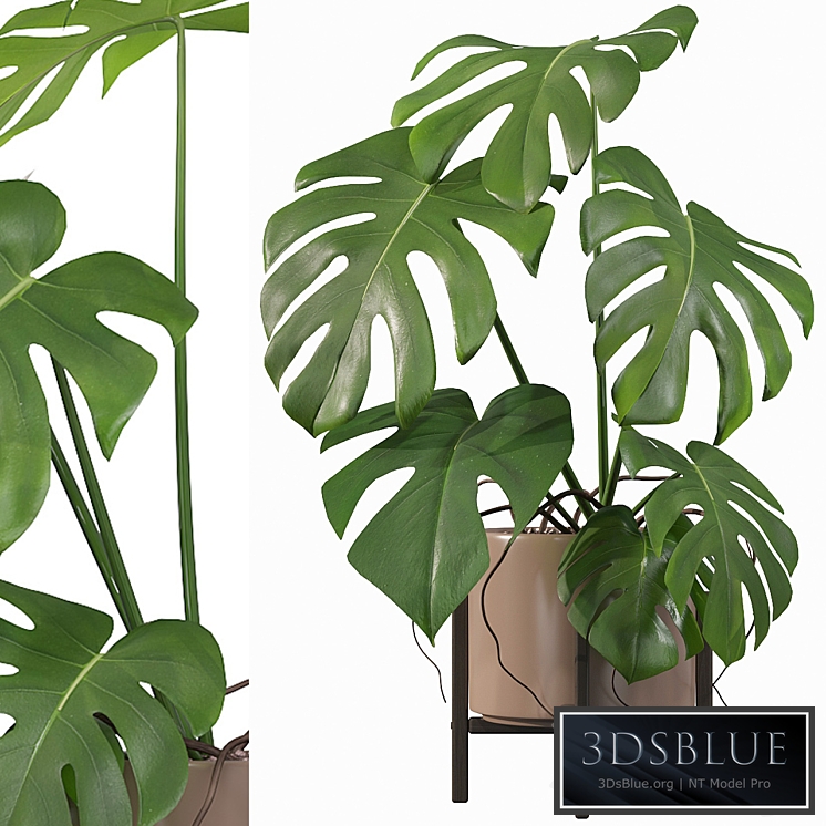 Plants collection 034 - Monstera