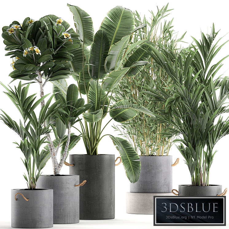 Plant Collection 597. Concrete flowerpot, banana, plumeria, palm, bamboo, flowerpot, indoor plants, industrial style