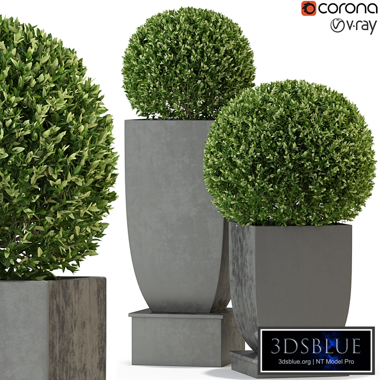 Plants collection 328