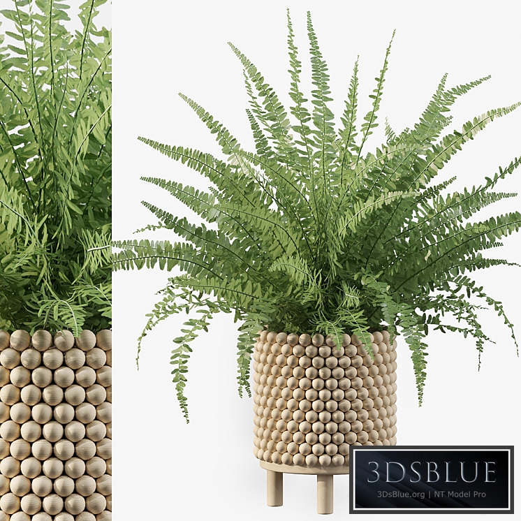 Plants collection 035 - Fern 03