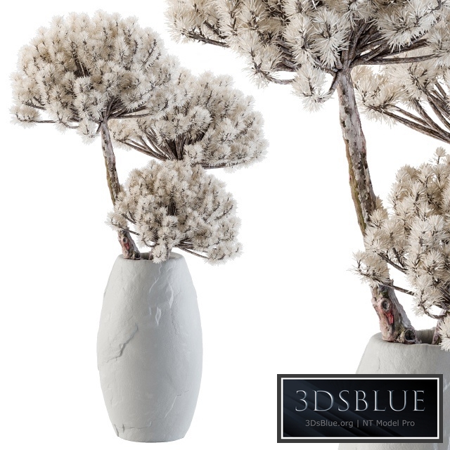 Dry decorative plant