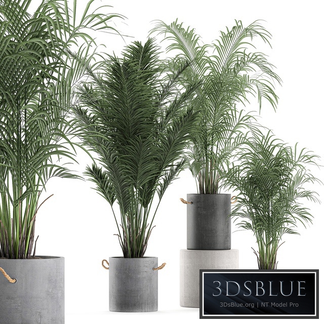 Plant Collection indoor palm 599. Concrete pot, flowerpot, howea, kentia, industrial style, palm tree set, Howea forsteriana