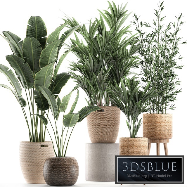 Plant Collection 600. Basket, rattan, palm tree, bamboo, banana, indoor plants, nature decor, Scandinavian style