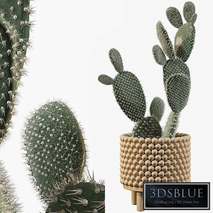 Plants collection 038 - Opuntia microdasys 03