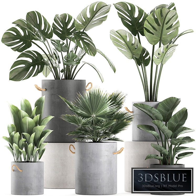 Plant Collection 603. Monstera, indoor plants, concrete pot, fan palm, industrial style, bushes, outdoor
