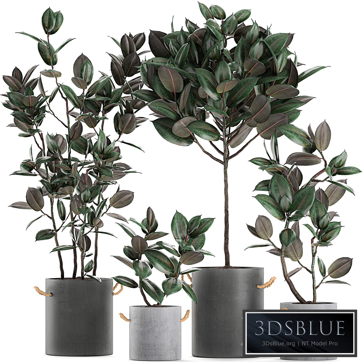 Plant Collection 604. Concrete pot, flowerpot, ficus elastica, pot, industrial style, ficus abidjan, tree, office plants, Ficus elastica, Ficus rubbery