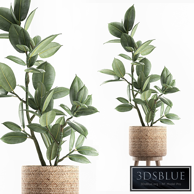 Plant ficus elastica 607. Basket, rattan, small, ornamental tree, tree, interior, Scandinavian style, Ficus elastica, Ficus rubbery