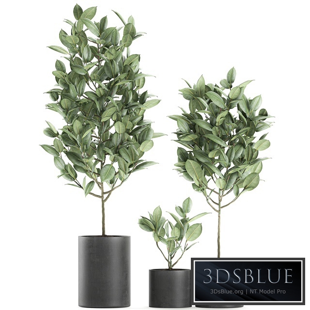 Plant Collection 609. decorative trees, black pot, concrete flowerpot, outdoor, decorative, small tree, Ficus elastica, Ficus rubbery