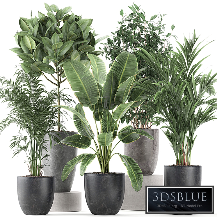 Collection of plants 610. Indoor plants, banana, palm, ficus, tree, black pot, set