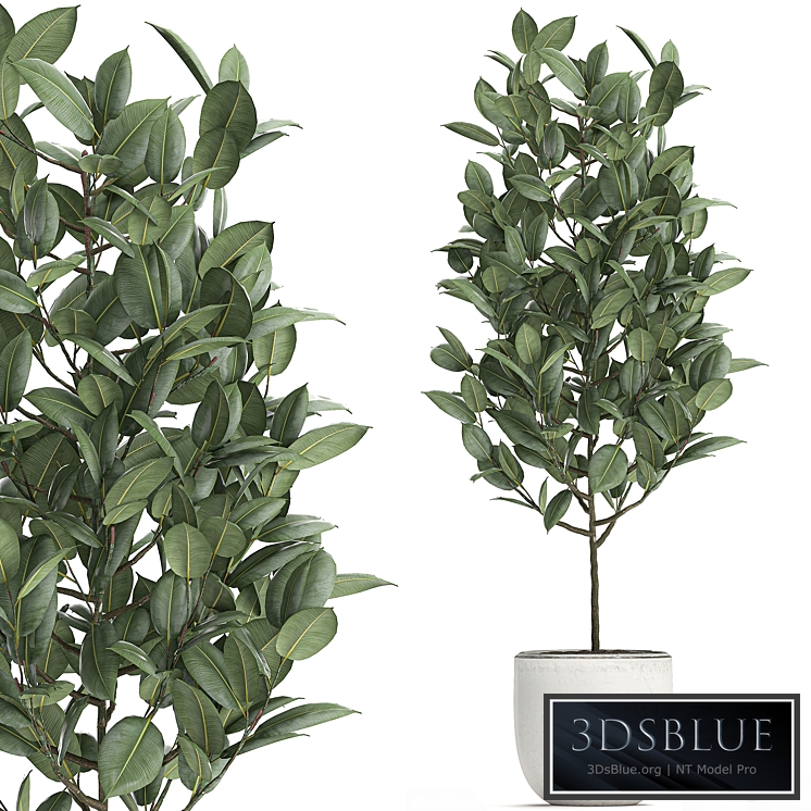 Plant Ficus rubbery 611. Ficus elastica, white pot, flowerpot, decorative, interior, tree, Scandinavian style, small tree
