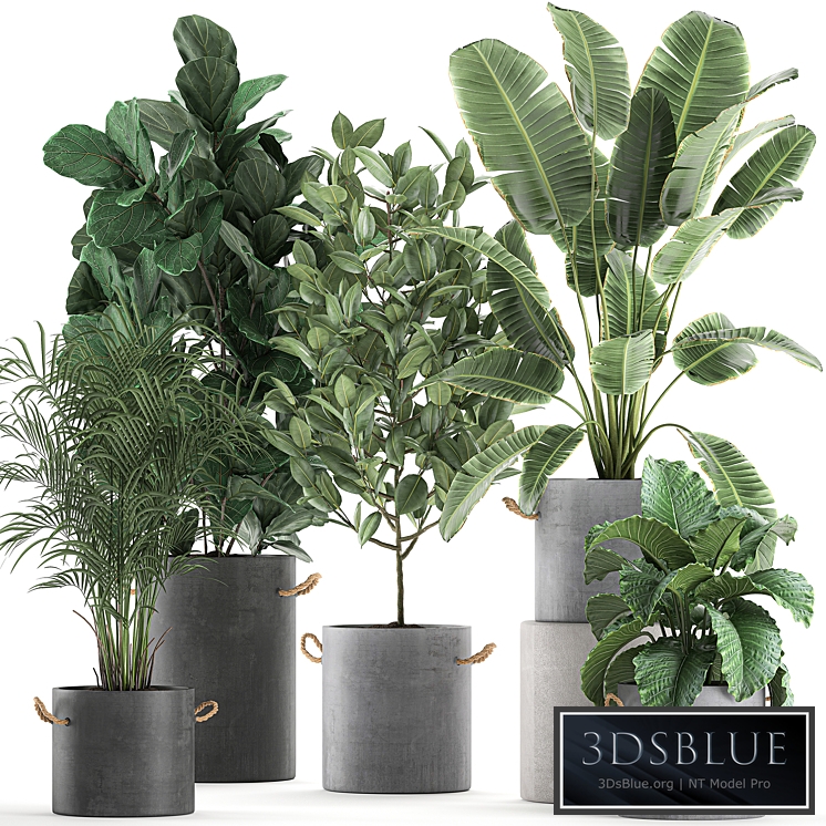 Collection of plants 613. Concrete pot, flowerpot, ficus lyrata, alocasia, banana, palm tree, indoor plants, strelitzia, industrial style, bushes