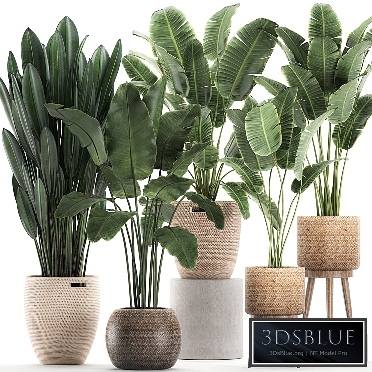 Plant Collection 615. Banana, set, basket, rattan, strelitzia, ravenala, indoor plants, eco design, natural decor