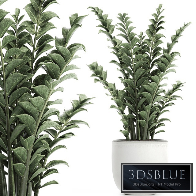 plant Zamioculcas 616. Indoor plant, white flowerpot, Scandinavian style, pot, indoor, interior