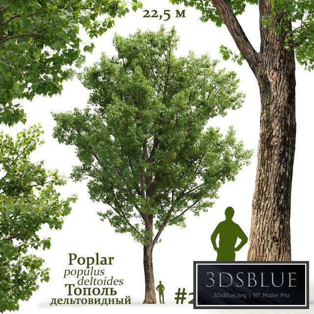 Poplar / Populus deltoides #2