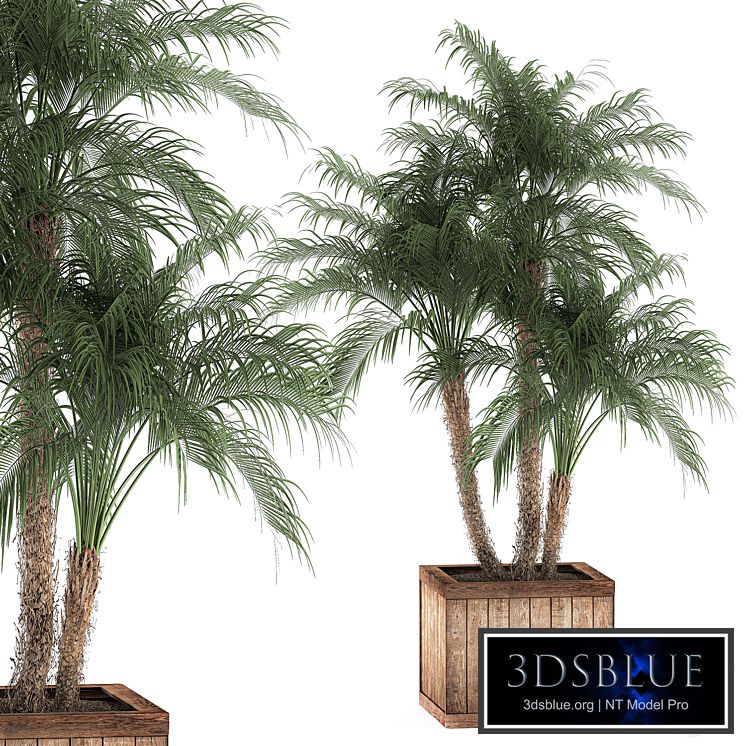 Plant Phoenix roebelenii 621. Decorative palm tree, outdoor planter, landscaping, Robelin Date
