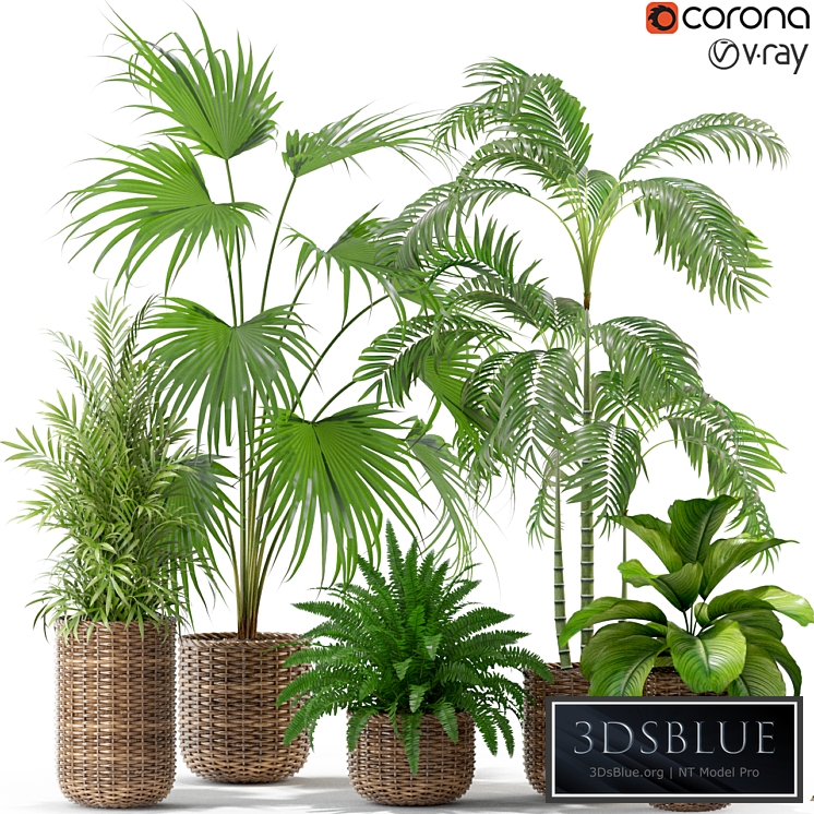 Plants collection 338