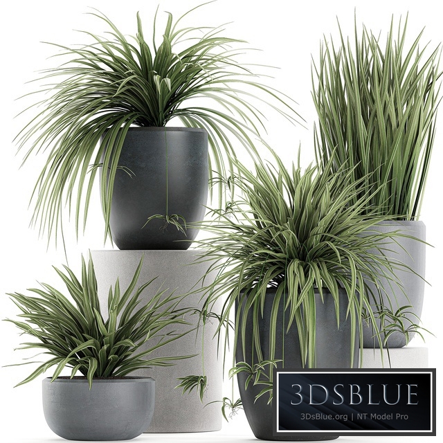 Collection of plants Chlorophytum 625. Bushes, indoor plants, flowerpot, pot, flowers