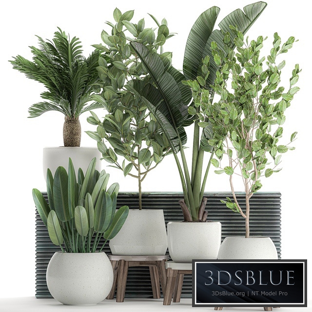 Collection of plants 626. white flowerpot, round pot, tree, strelitzia, cicadas, indoor plants, scandinavian style, little tree