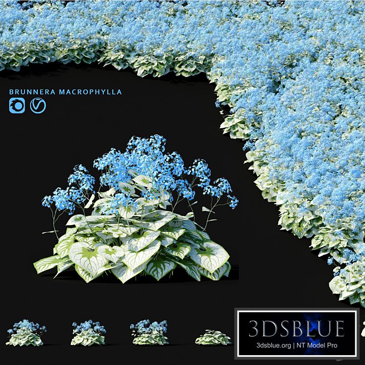 Brunner large-leaved flowers | Brunnera macrophylla