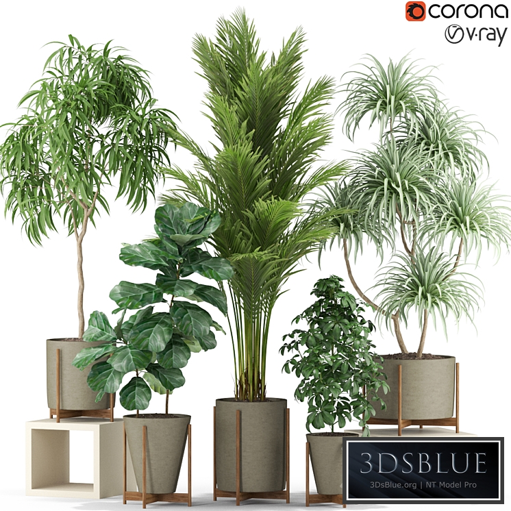 Plants collection 343