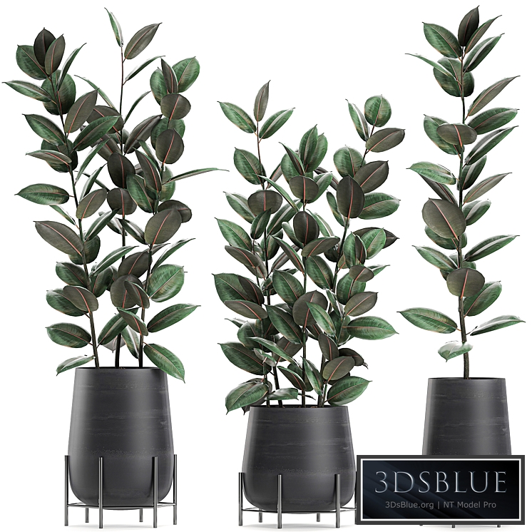 Collection of plants 628. Black pot, indoor plants, flowerpot, loft, office plants, flowers, Ficus elastica, Ficus rubbery