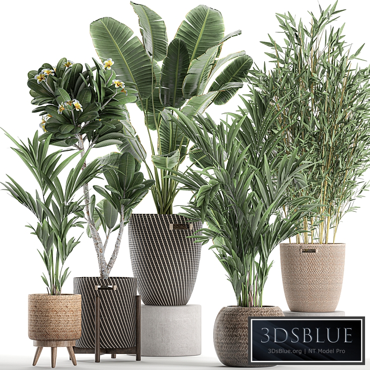Plant Collection 631. basket, rattan, banana, bamboo, palm tree, hovea, indoor plants, plumeria, eco design, nature decor, scandinavian style, strelitzia, wicker
