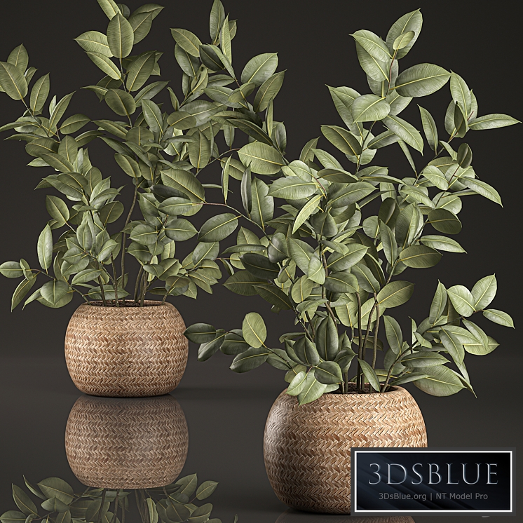 Plant Ficus elastica 633. Basket, rattan, houseplant, bush, nature decor, eco design, Ficus rubbery