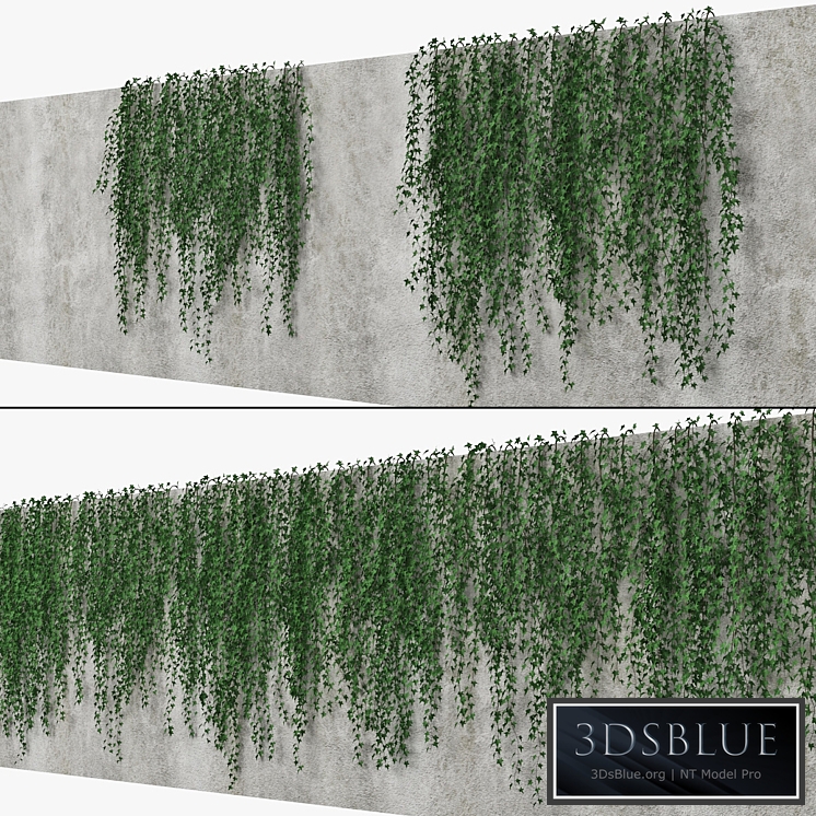 Ivy wall 09