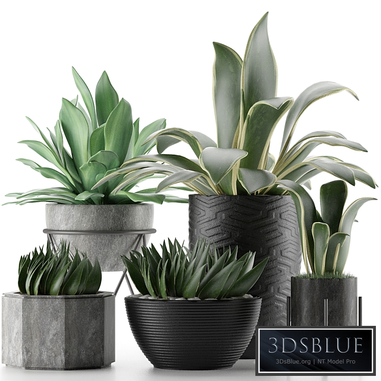 Plants Collection 15