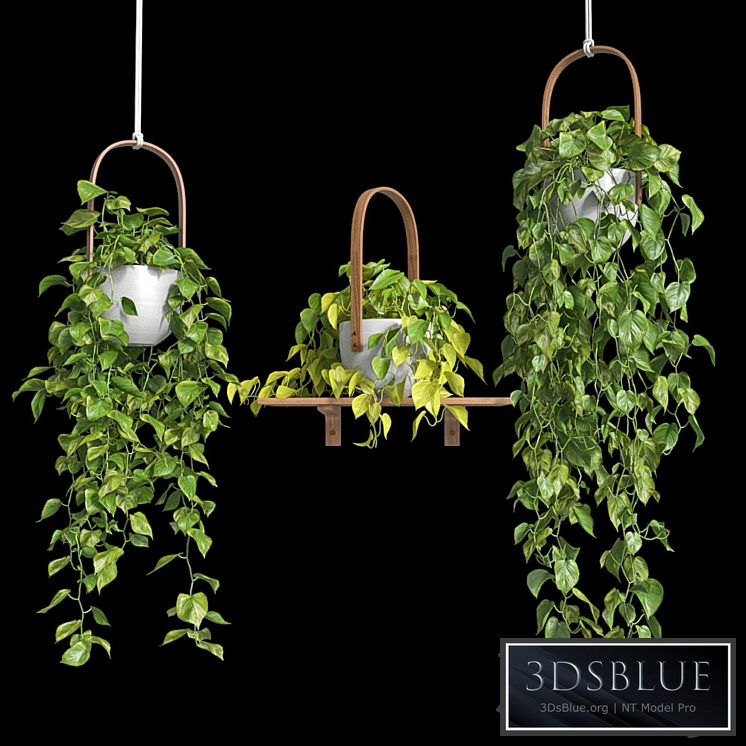 Hanging plants - Scindapsus