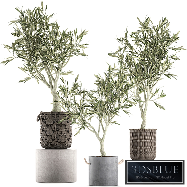 Plant collection Olive tree 643. Olive, houseplant, flowerpot, basket, rattan, wicker, outdoor, eco design, landscape design