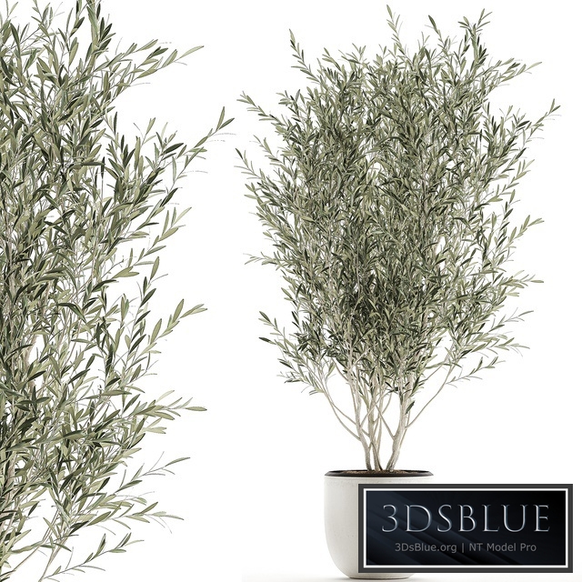 Plant Olive tree 645. Oliva, houseplant, flowerpot, white pot, small tree, Scandinavian style, indoor