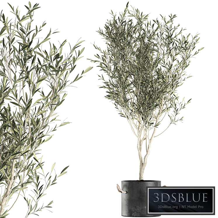 Plant Olive tree 647. Oliva, indoor plant, flowerpot, concrete pot, stylish, interior, tree, office plant, outdoor, concrete pot