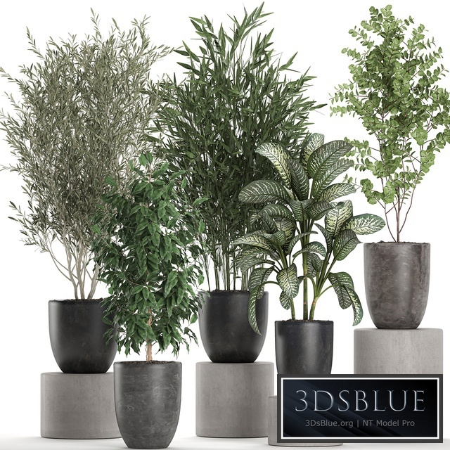 Plant collection 650. Oliva, bamboo, Dieffenbachia, tree, ficus, indoor trees